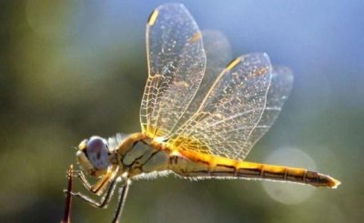 ​蜻蜓吃什么，蜻蜓的幼虫主要吃什么（至少5种）请说清楚？