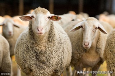 ​山羊养殖技术(养殖山羊的利润和风险)