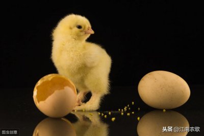 ​鸡蛋孵化温度和湿度(孵化鸡蛋温度多少合适)
