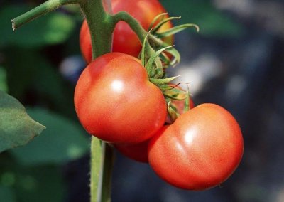 ​西红柿生产国有哪些(盛产西红柿的十大国家)