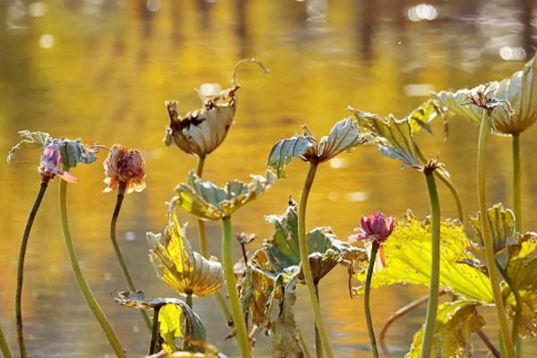 赠刘景文全诗表达了什么意思（赠刘景文宋苏轼古诗的意思）(图2)