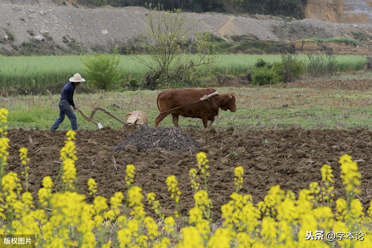 大蒜是荤的还是素的（为何“蒜”是荤菜）(图4)