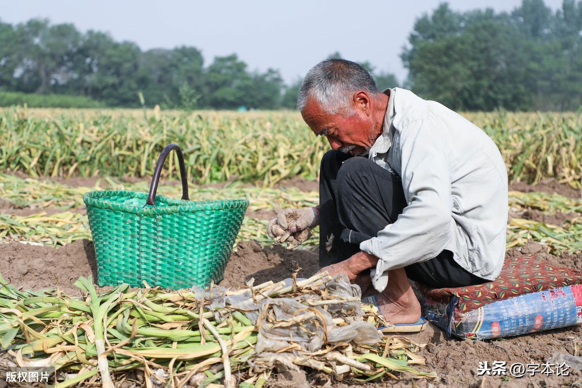 大蒜是荤的还是素的（为何“蒜”是荤菜）(图2)