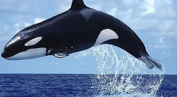 世界上十大寿命最长的动物,第四种能竟然能活到154岁