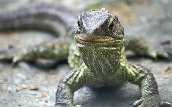 世界上十大寿命最长的动物,第四种能竟然能活到154岁