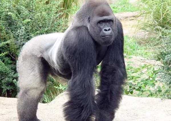 世界上十大寿命最长的动物,第四种能竟然能活到154岁