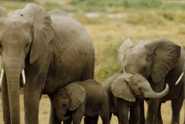 世界上十大寿命最长的动物,第四种能竟然能活到154岁