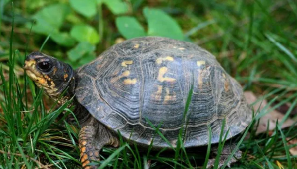 世界上十大寿命最长的动物,第四种能竟然能活到154岁