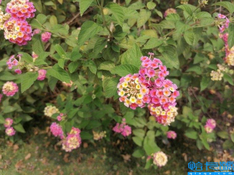 华为荣耀play3怎么样(荣耀Play 3超越千元的质感体验)