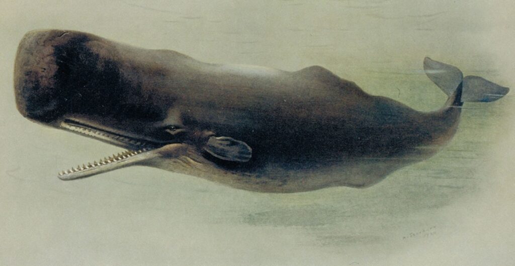 龙延香来自哪种海洋动物_龙涎香的作用产生