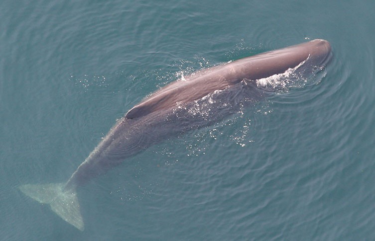 龙延香来自哪种海洋动物_龙涎香的作用产生