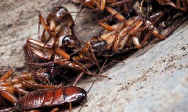 蟑螂吃什么会死掉,蟑螂吃什么怎么消灭图2