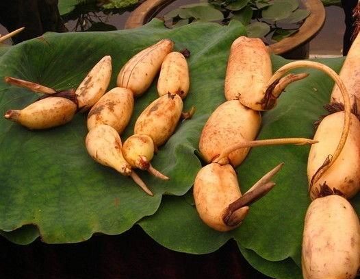 莲藕放久了变黑还能吃吗,莲藕买回来放了好多天了,削皮后里面有的地方黑黑的,还有很多棕色的点点,可是没有异味。能吃吗?图5