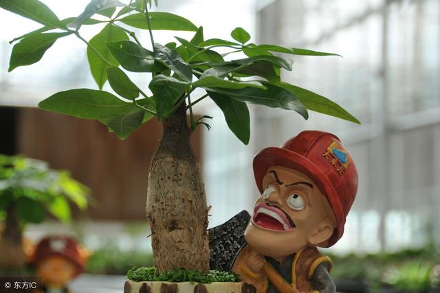 发财树正确养法（发财树养的人比较多）(3)