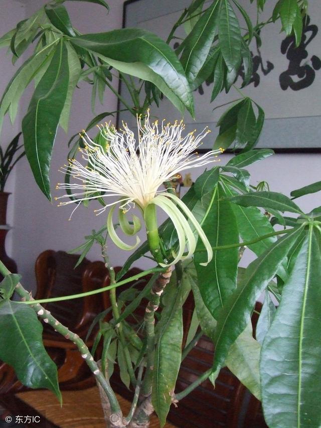 发财树正确养法（发财树养的人比较多）(5)