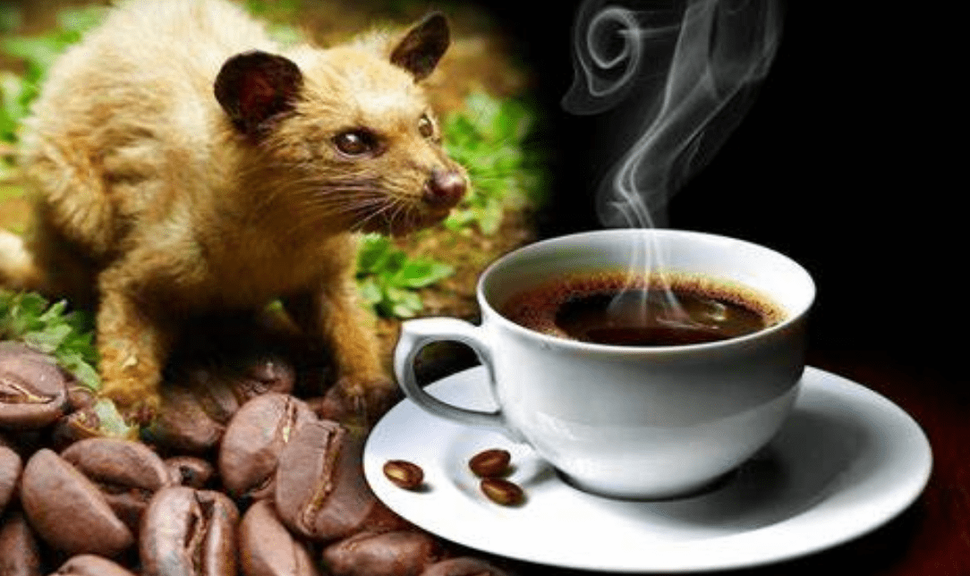 世界最贵咖啡豆排名（世界十大顶级咖啡豆排行榜）(图8)