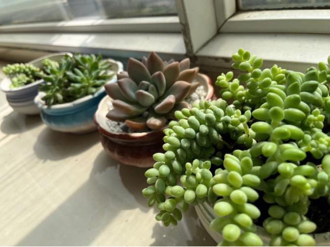 多肉植物夏季养护(夏季怎么养护多肉植物)