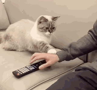 曼基康猫适合新手养吗(千万别养曼基康猫的原因)(图10) 曼基康猫适合新手养吗(千万别养曼基康猫的原因)(图10)