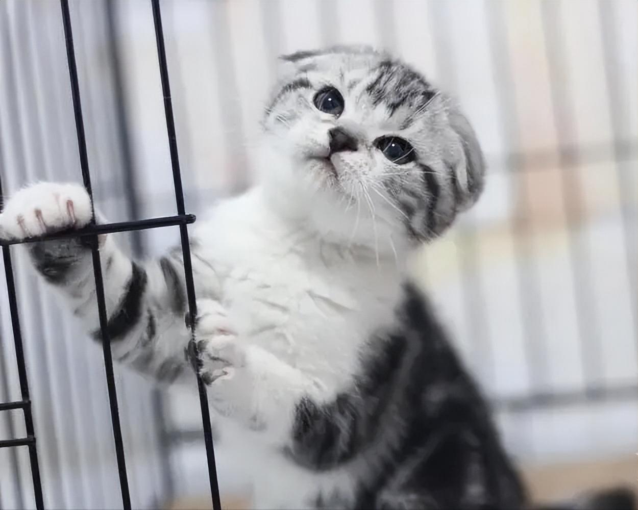 曼基康猫适合新手养吗(千万别养曼基康猫的原因)(图4) 曼基康猫适合新手养吗(千万别养曼基康猫的原因)(图4)