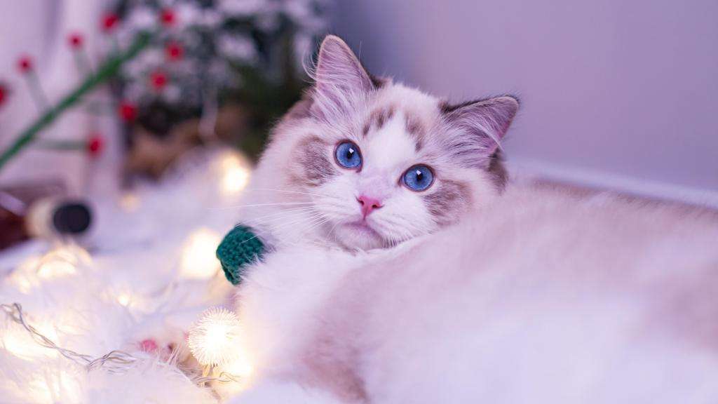 曼基康猫适合新手养吗(千万别养曼基康猫的原因)(图9) 曼基康猫适合新手养吗(千万别养曼基康猫的原因)(图9)