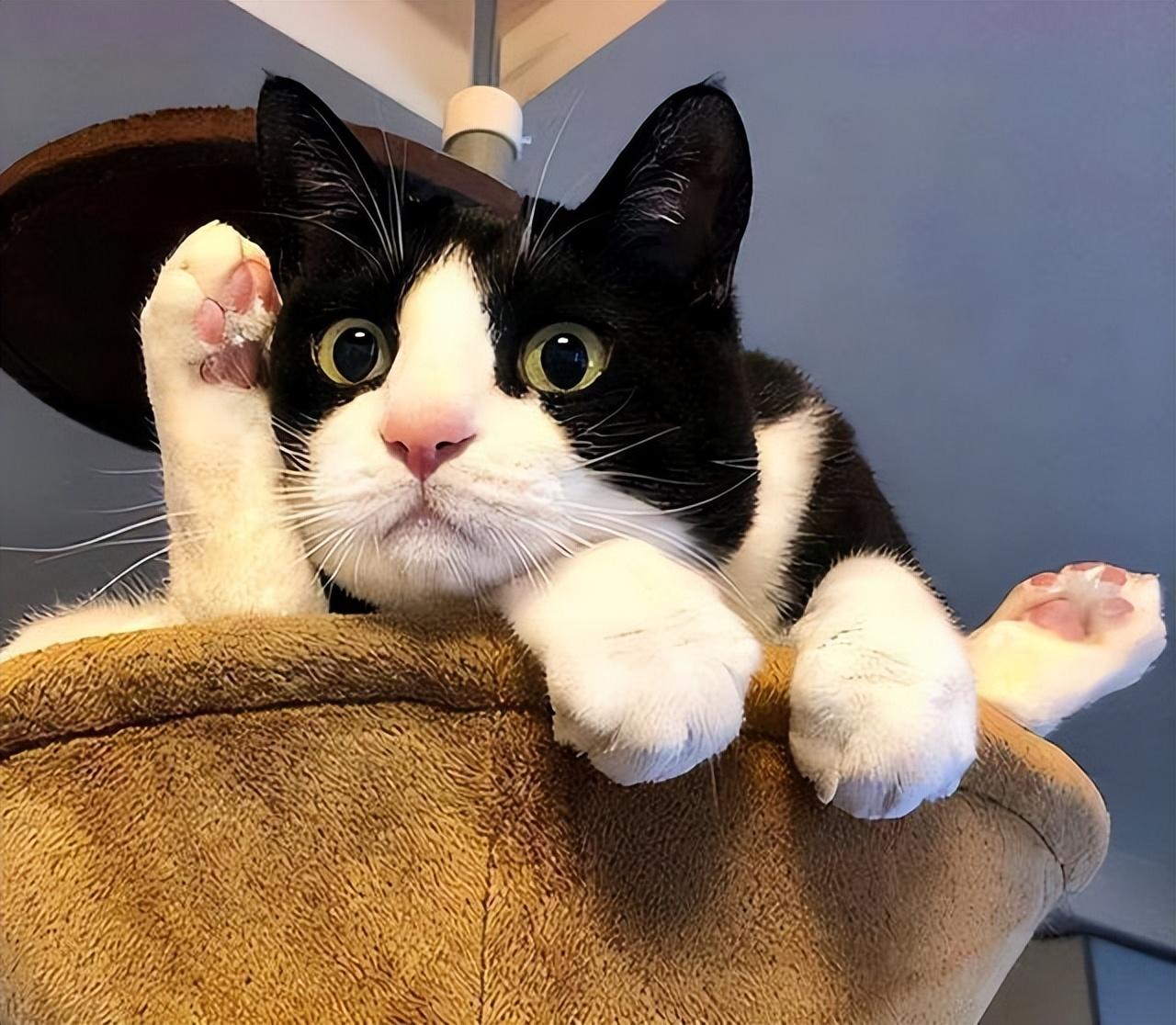 曼基康猫适合新手养吗(千万别养曼基康猫的原因)(图3) 曼基康猫适合新手养吗(千万别养曼基康猫的原因)(图3)