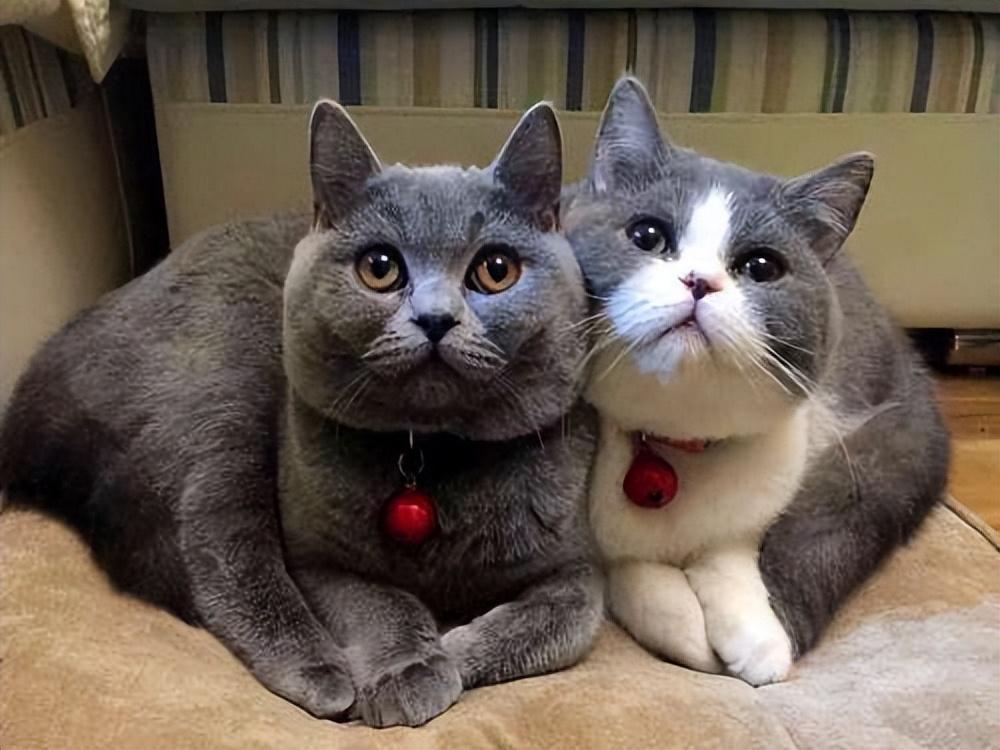 曼基康猫适合新手养吗(千万别养曼基康猫的原因)(图7) 曼基康猫适合新手养吗(千万别养曼基康猫的原因)(图7)