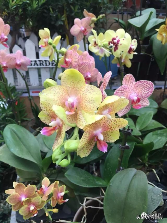 贺敬之的著名抒情长诗（诗词第3册第9课贺敬之回延安）(6)