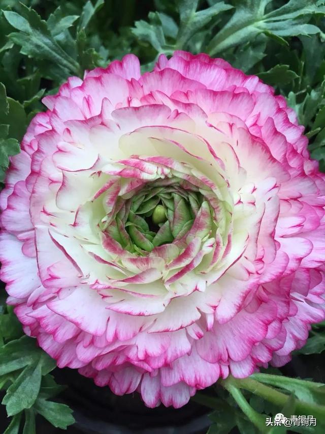 贺敬之的著名抒情长诗（诗词第3册第9课贺敬之回延安）(5)