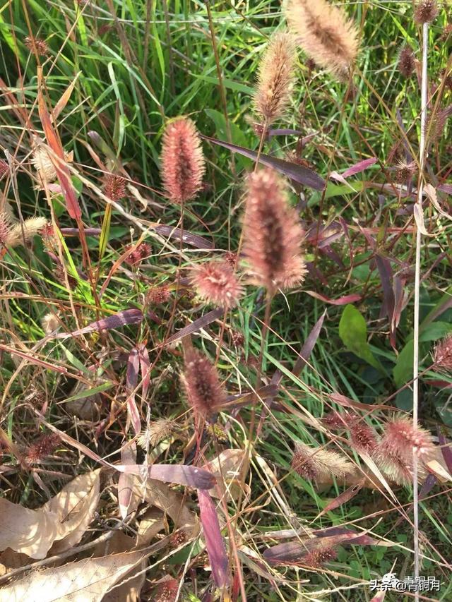 贺敬之的著名抒情长诗（诗词第3册第9课贺敬之回延安）(4)