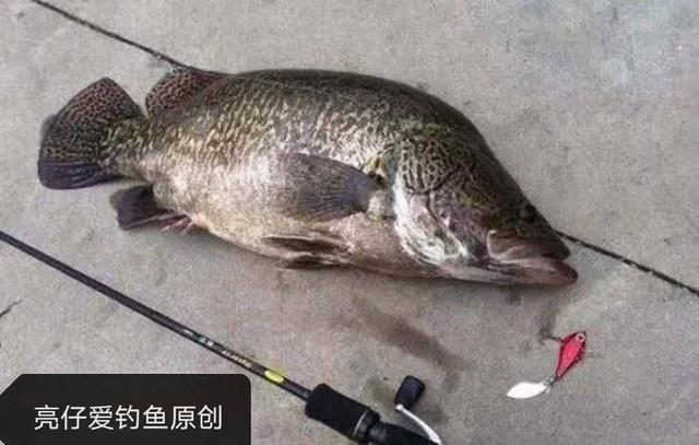 路亚鳜鱼的正确方法和步骤（新手掌握这几点）(1)
