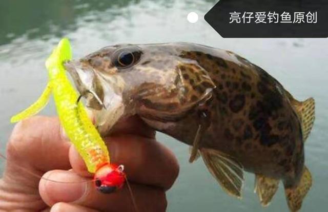 路亚鳜鱼的正确方法和步骤（新手掌握这几点）(6)