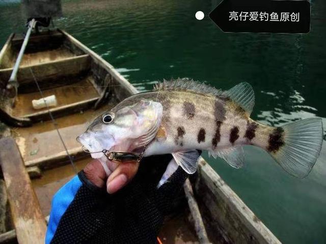 路亚鳜鱼的正确方法和步骤（新手掌握这几点）(2)