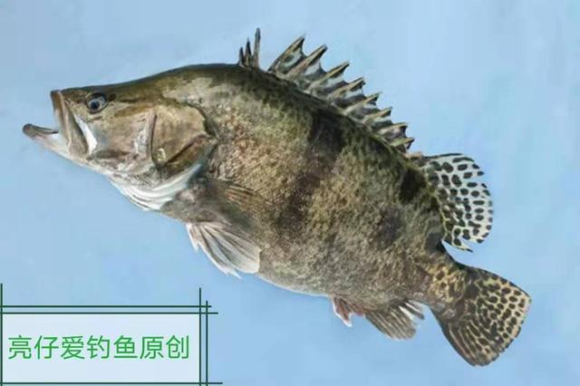 路亚鳜鱼的正确方法和步骤（新手掌握这几点）(3)