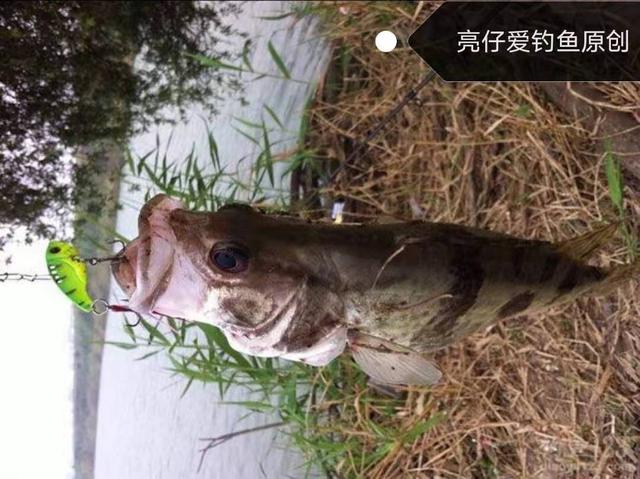 路亚鳜鱼的正确方法和步骤（新手掌握这几点）(4)