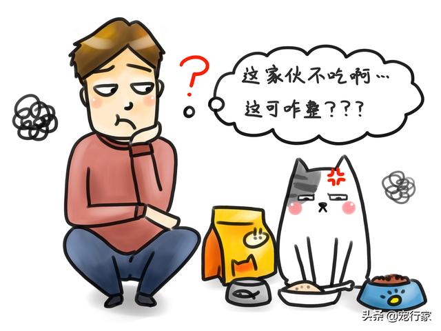 猫咪食欲不佳不肯吃东西怎么办（不吃东西怎么办）(2)