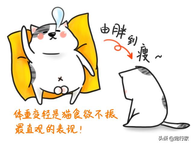 猫咪食欲不佳不肯吃东西怎么办（不吃东西怎么办）(3)