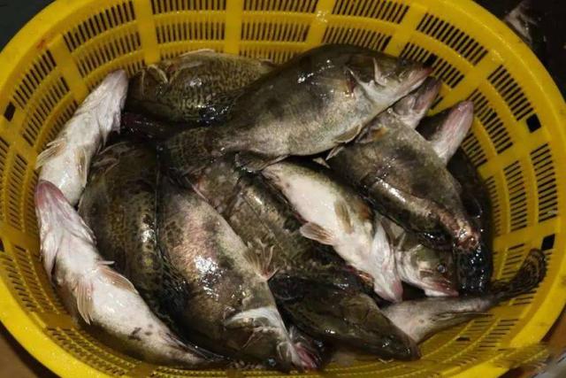 鳜鱼养殖方法与技巧（养殖鳜鱼需要注意要点）(5)