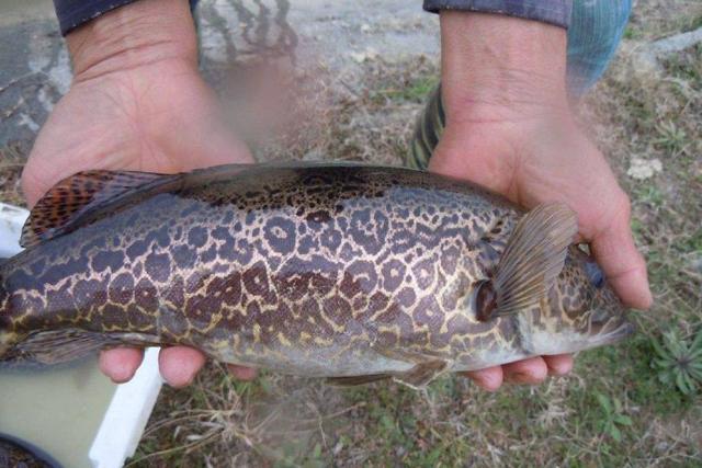 鳜鱼养殖方法与技巧（养殖鳜鱼需要注意要点）(2)