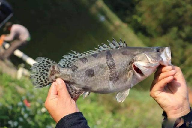 鳜鱼养殖方法与技巧（养殖鳜鱼需要注意要点）(3)