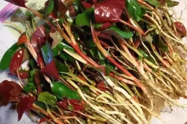 六种不同颜色可以生吃的蔬菜（12种蔬菜的N种四川喊法）(6)