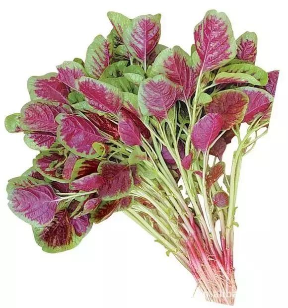 六种不同颜色可以生吃的蔬菜（12种蔬菜的N种四川喊法）(15)