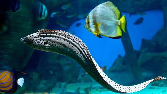 美媒再次发现尼斯湖水怪（尼斯湖水怪再现身）(12)