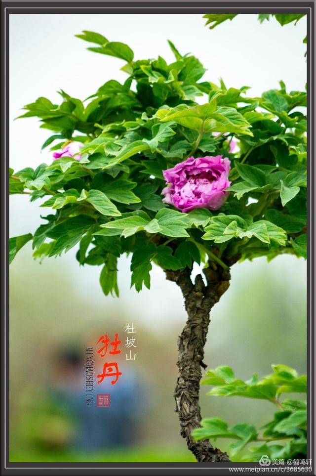 淄博看牡丹花 淄博杜坡山赏牡丹(26)