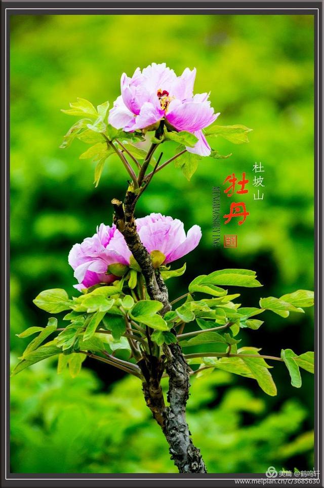 淄博看牡丹花 淄博杜坡山赏牡丹(20)