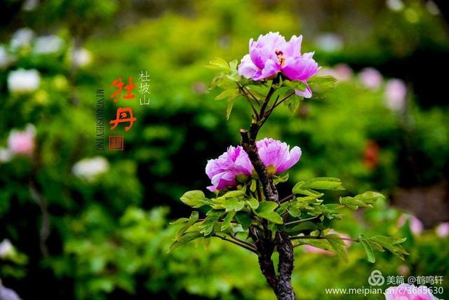 淄博看牡丹花 淄博杜坡山赏牡丹(30)