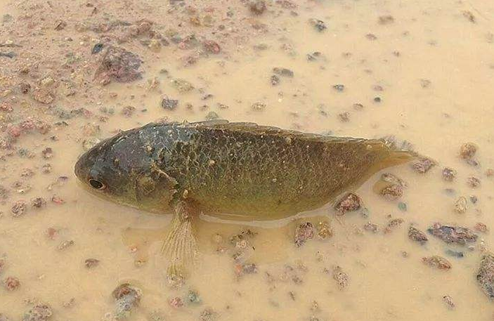 过山鲫是一种什么鱼(过山鲫鱼是什么样的鱼品种)(图1) 过山鲫是一种什么鱼(过山鲫鱼是什么样的鱼品种)(图1)