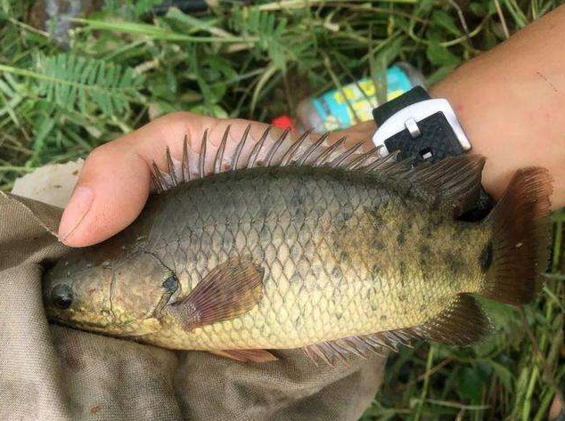 过山鲫是一种什么鱼(过山鲫鱼是什么样的鱼品种)(图5) 过山鲫是一种什么鱼(过山鲫鱼是什么样的鱼品种)(图5)