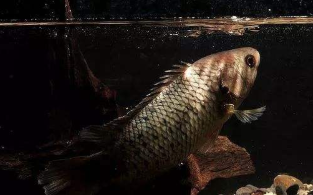 过山鲫是一种什么鱼(过山鲫鱼是什么样的鱼品种)(图6) 过山鲫是一种什么鱼(过山鲫鱼是什么样的鱼品种)(图6)