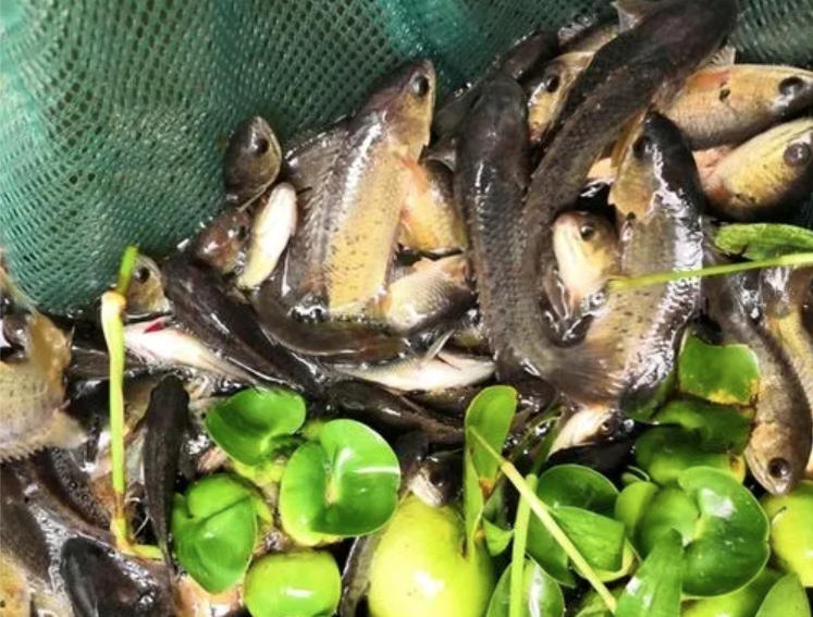 过山鲫是一种什么鱼(过山鲫鱼是什么样的鱼品种)(图7) 过山鲫是一种什么鱼(过山鲫鱼是什么样的鱼品种)(图7)