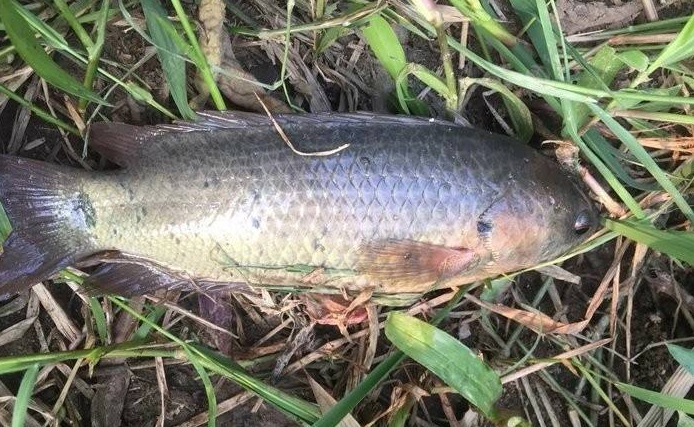 过山鲫是一种什么鱼(过山鲫鱼是什么样的鱼品种)(图3) 过山鲫是一种什么鱼(过山鲫鱼是什么样的鱼品种)(图3)